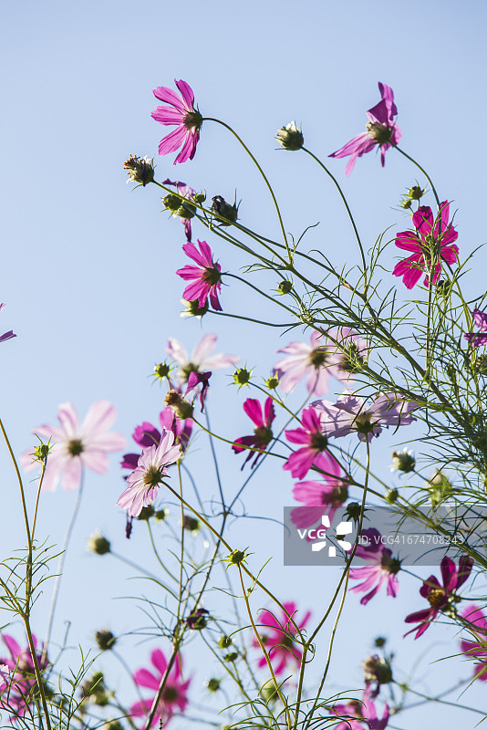 宇宙的花图片素材