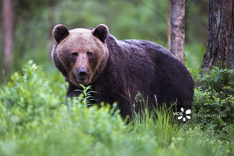 苏格兰松树林中的棕熊图片素材