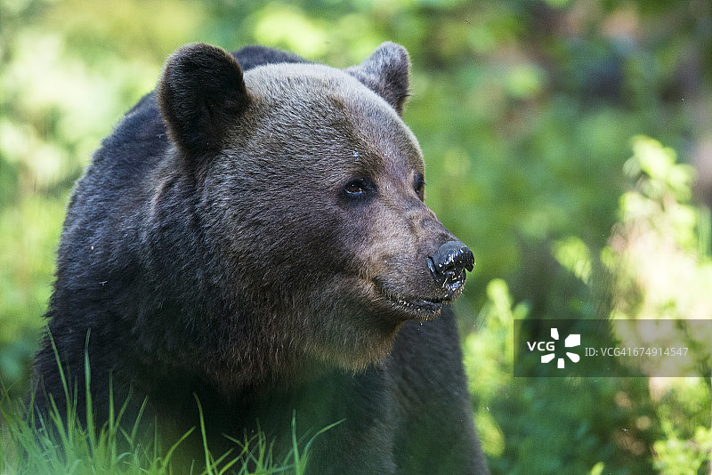 欧洲棕熊肖像图片素材