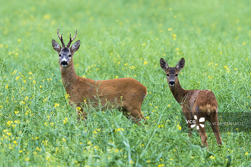 田野里的雄狍和雌狍图片素材