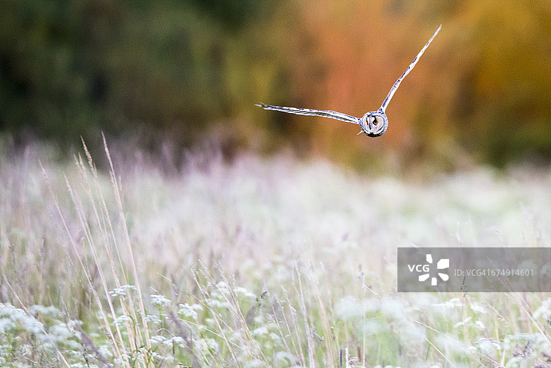 在草地上空捕猎的长耳鸮图片素材
