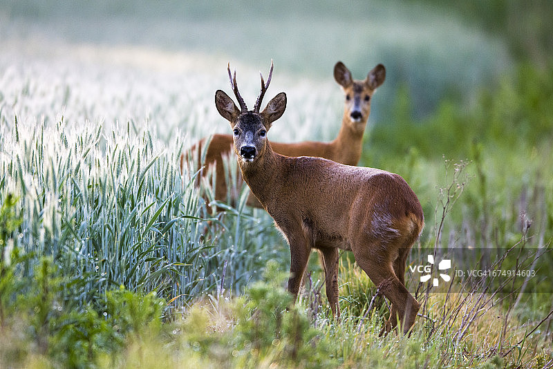 耕地边缘的雄狍和雌狍图片素材