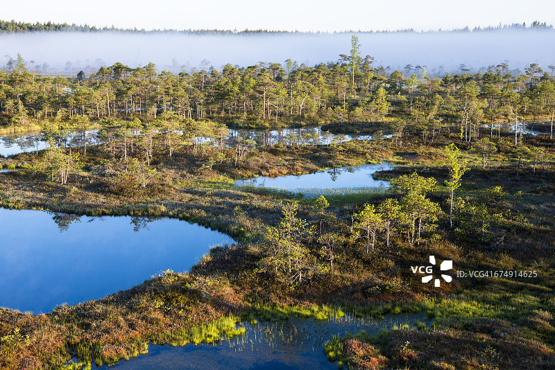 黎明时的湿地栖息地图片素材