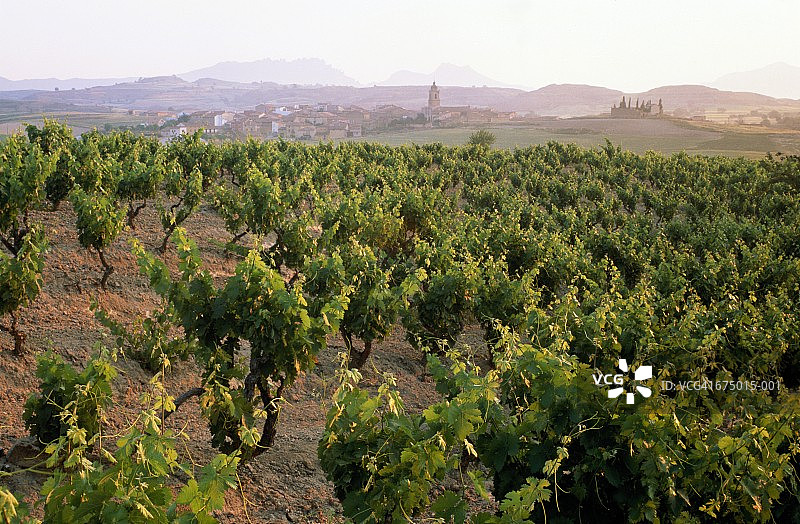 西班牙拉里奥哈：丰萨莱奇村庄背景下的葡萄园图片素材