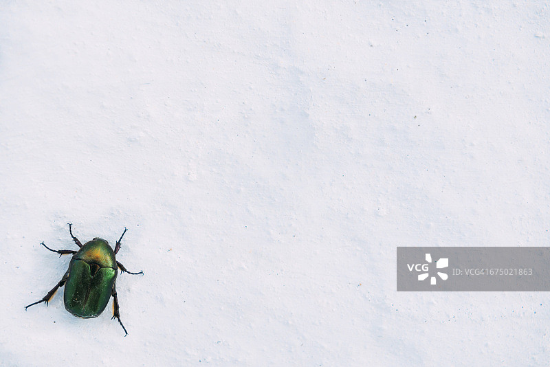 白色墙壁上的绿色甲壳虫图片素材
