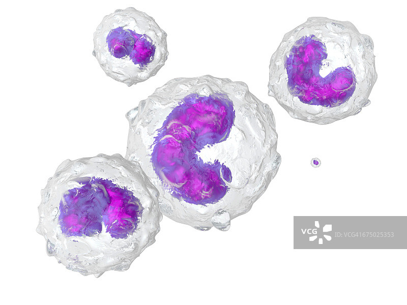 单核细胞3D渲染图图片素材
