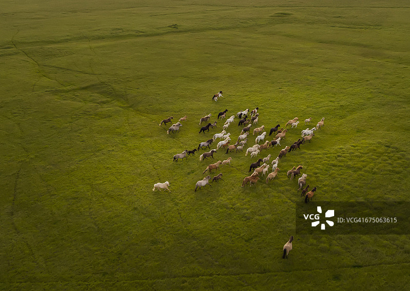 奔跑的马群俯视图图片素材