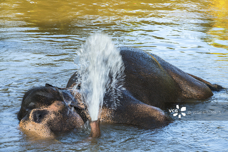 在斯里兰卡水中休息的大象图片素材