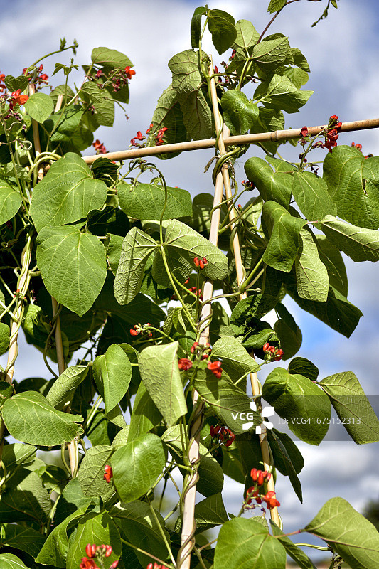 生长在藤蔓上的自种菜豆图片素材