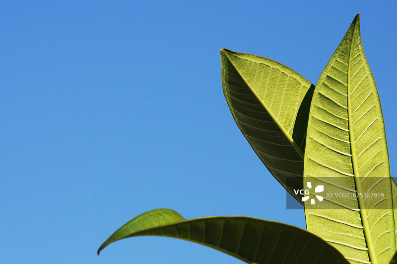 鸡蛋花叶图片素材