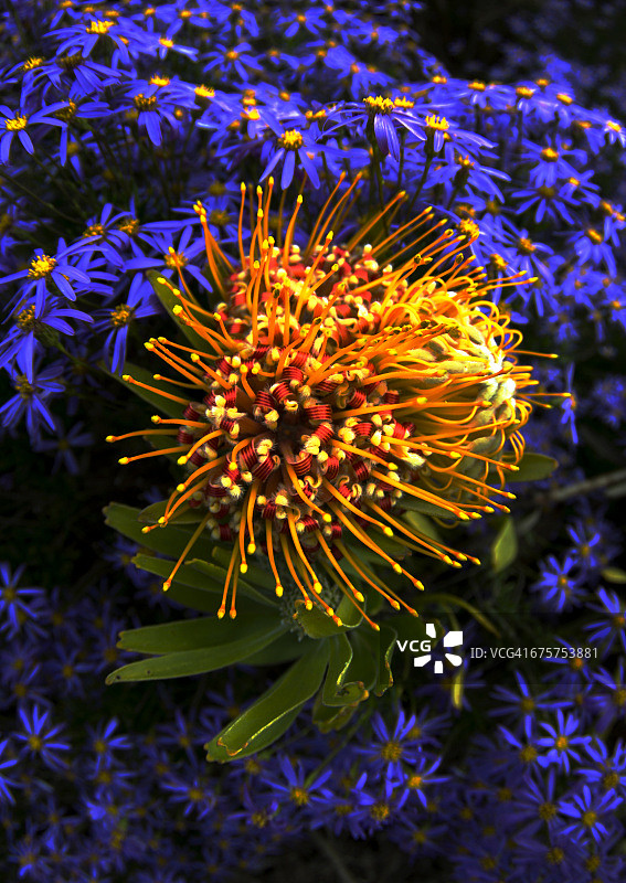 针垫花图片素材