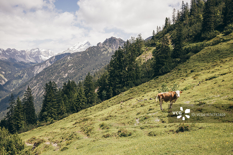 山中的公牛图片素材