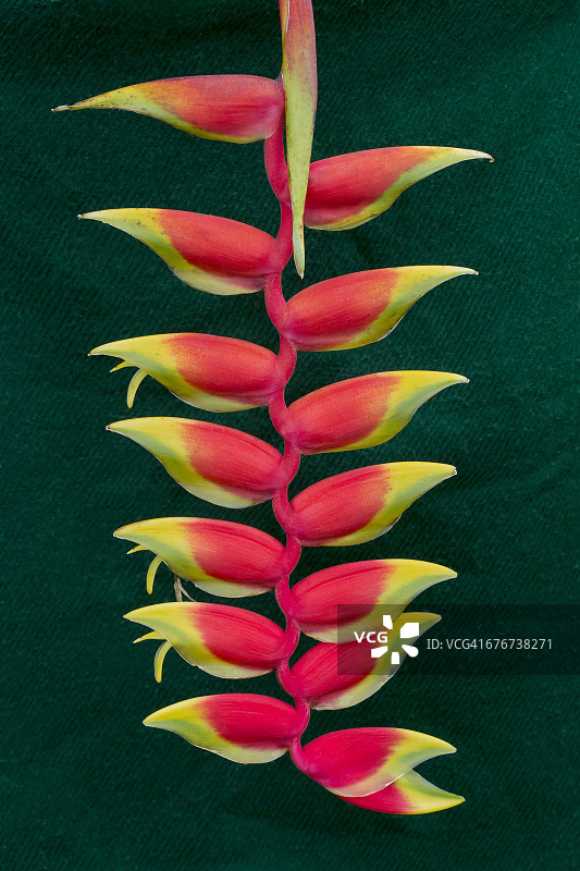 垂花赫蕉图片素材