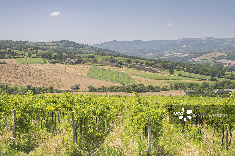 托迪附近的葡萄园，翁布里亚图片素材