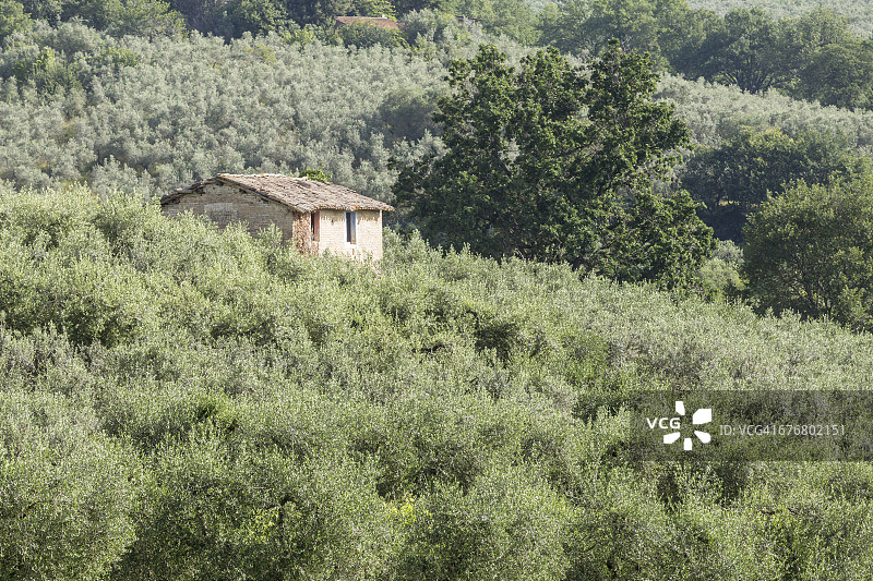 翁布里亚斯波莱托山谷的橄榄树林图片素材
