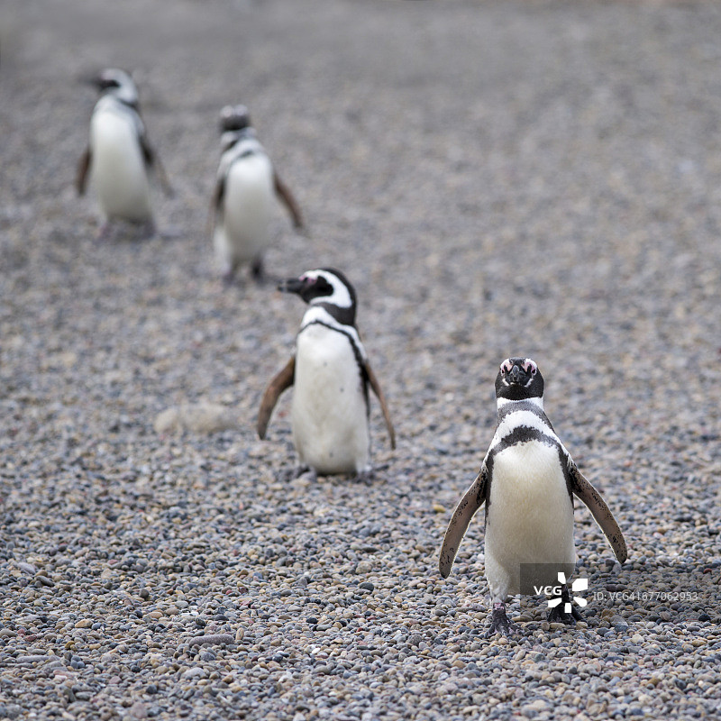 蓬塔汤博的麦哲伦企鹅图片素材