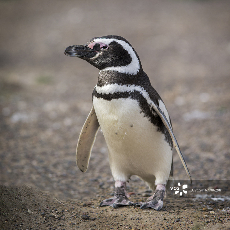 蓬塔汤博的麦哲伦企鹅图片素材