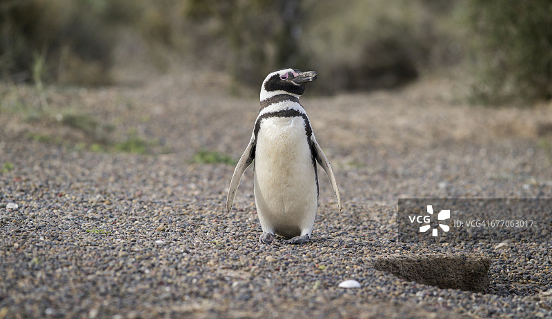 蓬塔汤博的麦哲伦企鹅图片素材