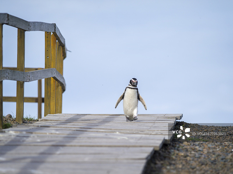 蓬塔汤博的麦哲伦企鹅图片素材
