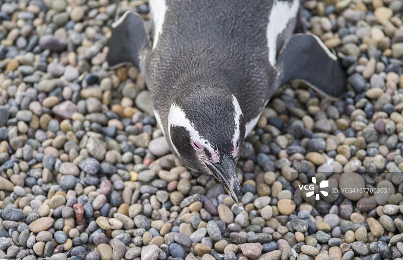 蓬塔汤博的麦哲伦企鹅图片素材