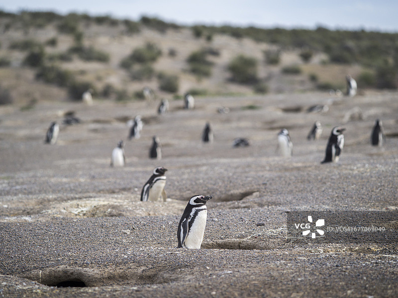 蓬塔汤博的麦哲伦企鹅图片素材