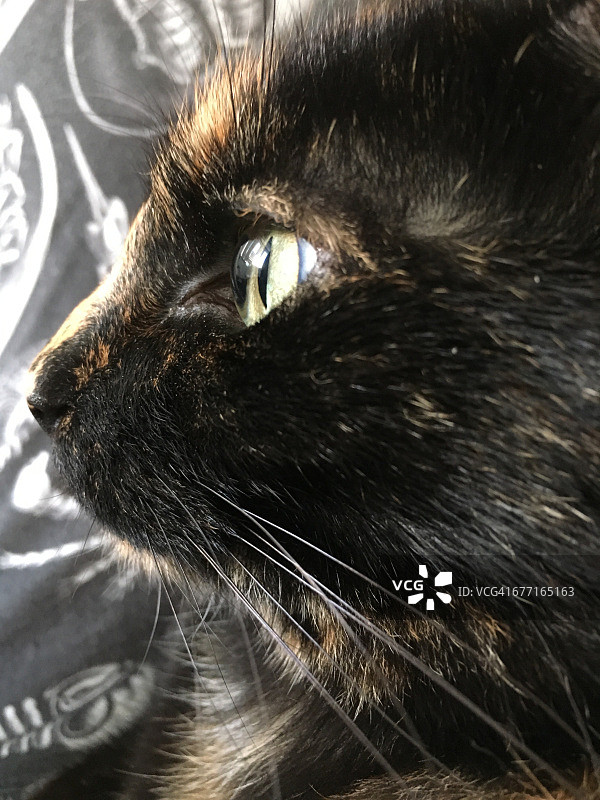 宠物大特写镜头图片素材