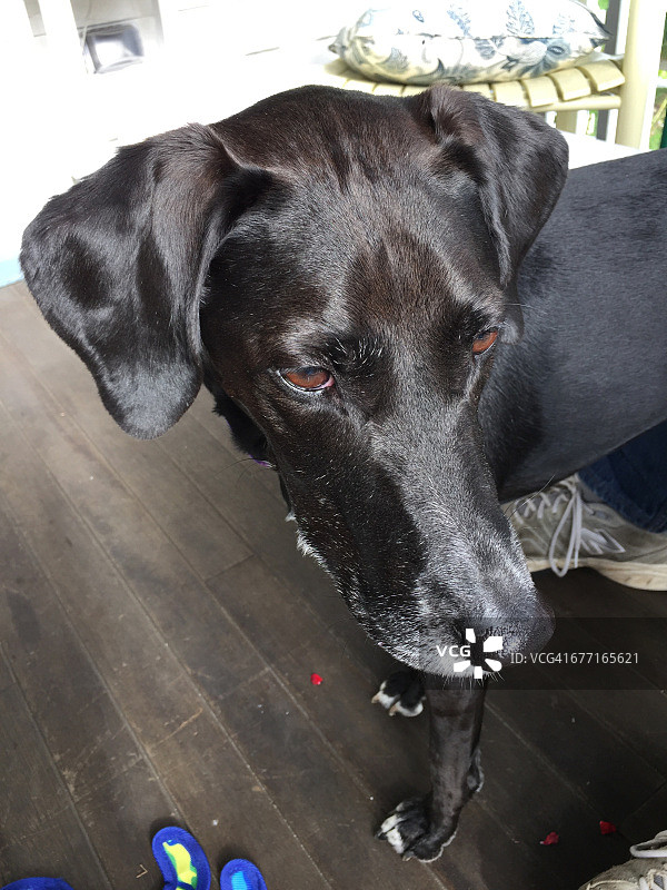 宠物大特写镜头图片素材