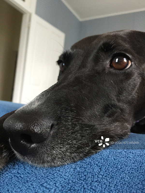 宠物大特写镜头图片素材