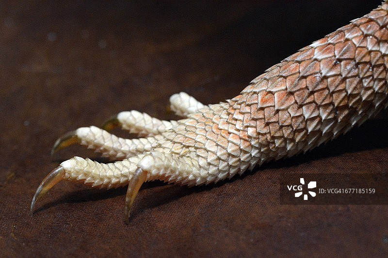 宠物大特写镜头图片素材