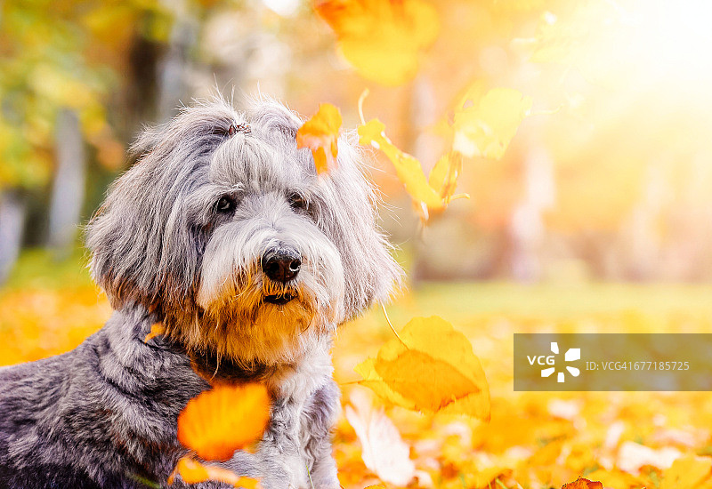 宠物散步图片素材