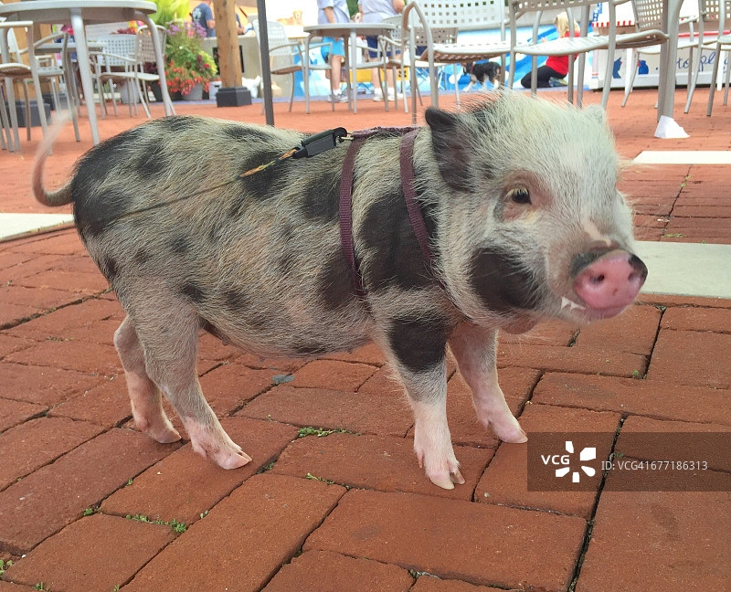 宠物散步图片素材