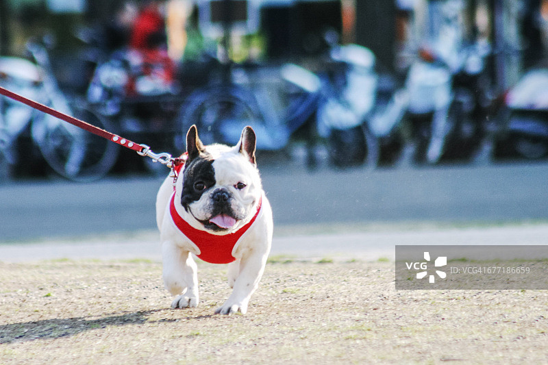 宠物散步图片素材