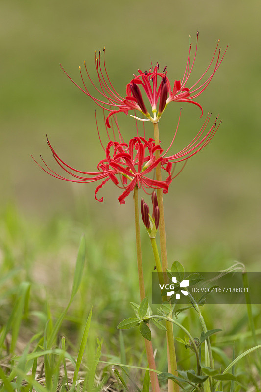 秋色系列:红、橙、黄图片素材