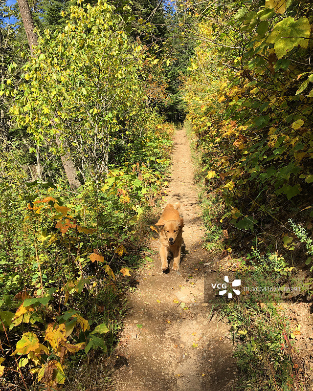 宠物散步图片素材