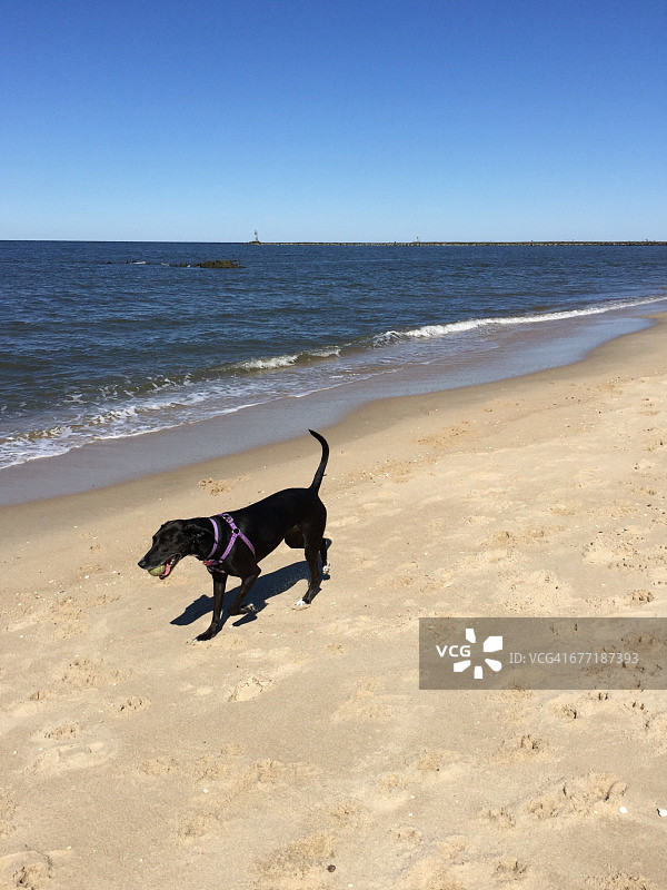 宠物散步图片素材