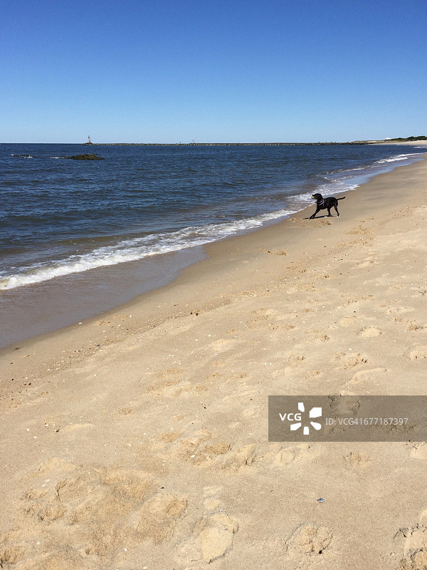 宠物散步图片素材