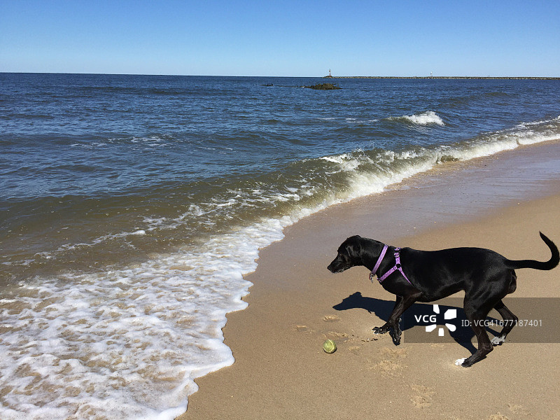 宠物散步图片素材