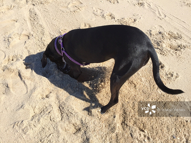 宠物散步图片素材