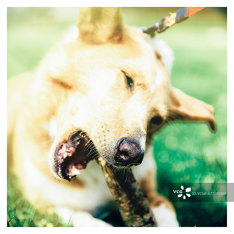 宠物散步图片素材