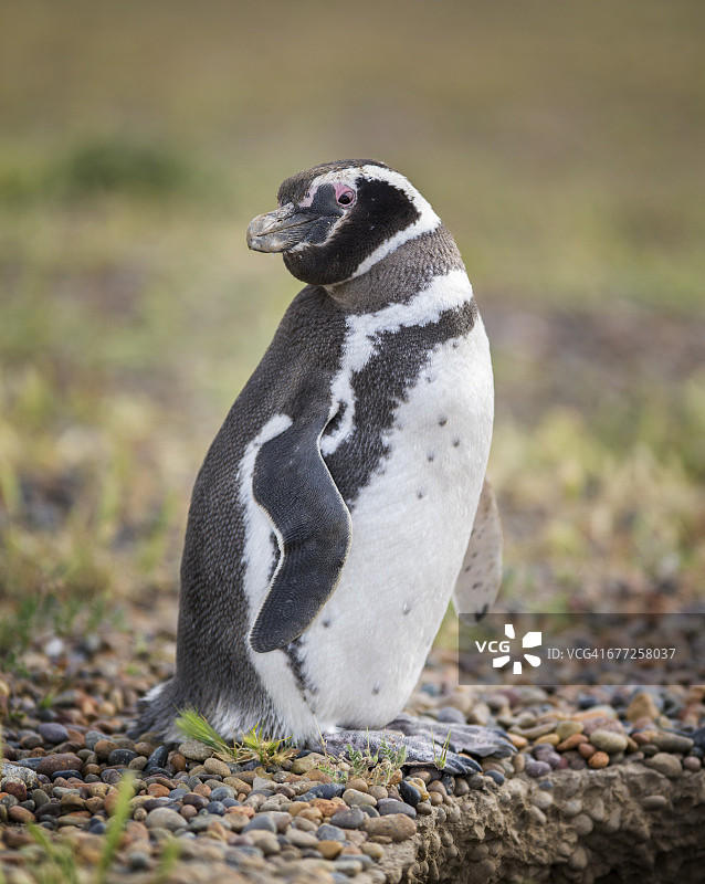 蓬塔汤博的麦哲伦企鹅图片素材
