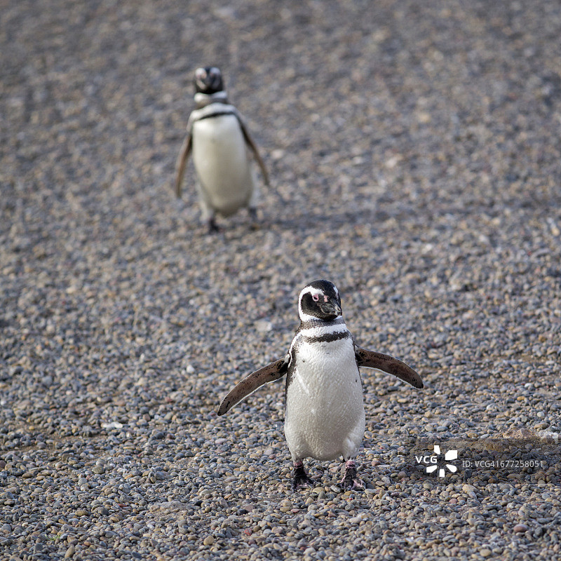 蓬塔汤博的麦哲伦企鹅图片素材
