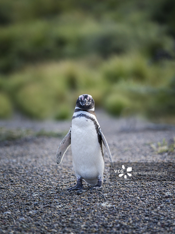 蓬塔汤博的麦哲伦企鹅图片素材