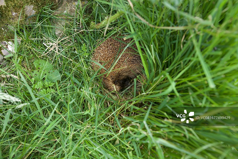 熟睡的刺猬图片素材