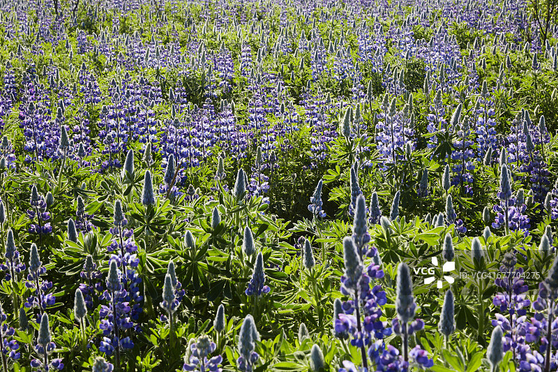 冰岛羽扇豆花田图片素材
