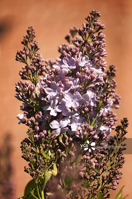 盛开的淡紫色薰衣草图片素材