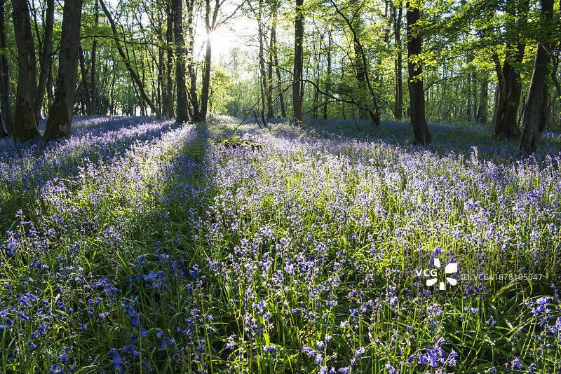 暮光中榉木林里的风铃草图片素材
