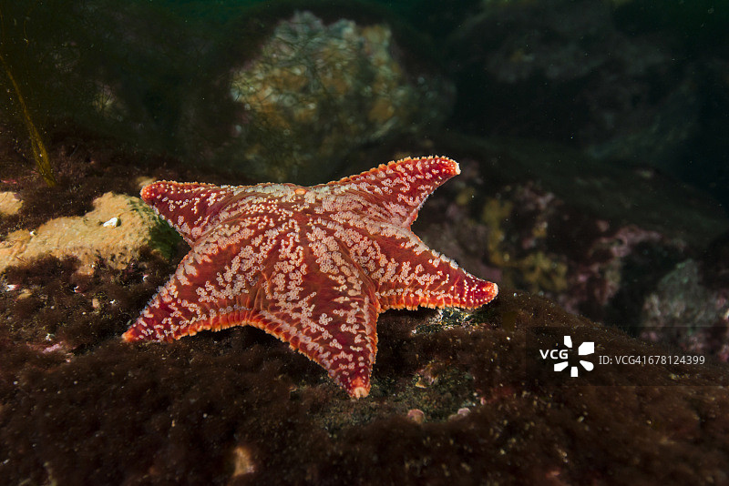 海床上的海星图片素材