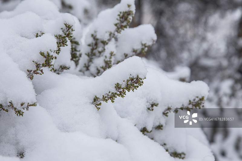 雪覆盖的树图片素材