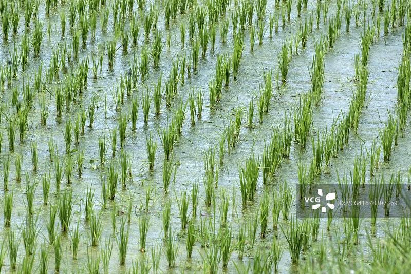 Jatiluwih rice paddies，印尼中央巴厘岛图片素材