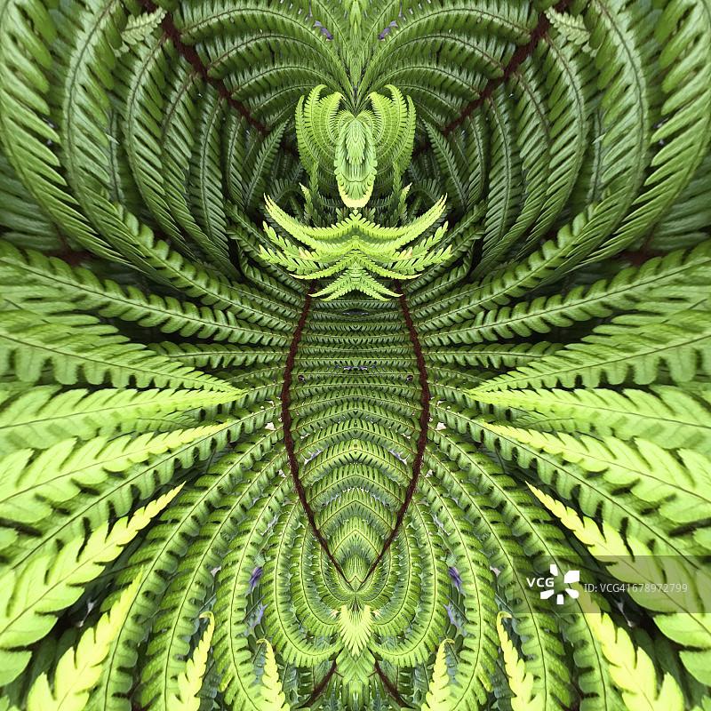 蕨类植物曼陀罗图片素材
